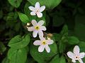 White Himalayan Lungwort